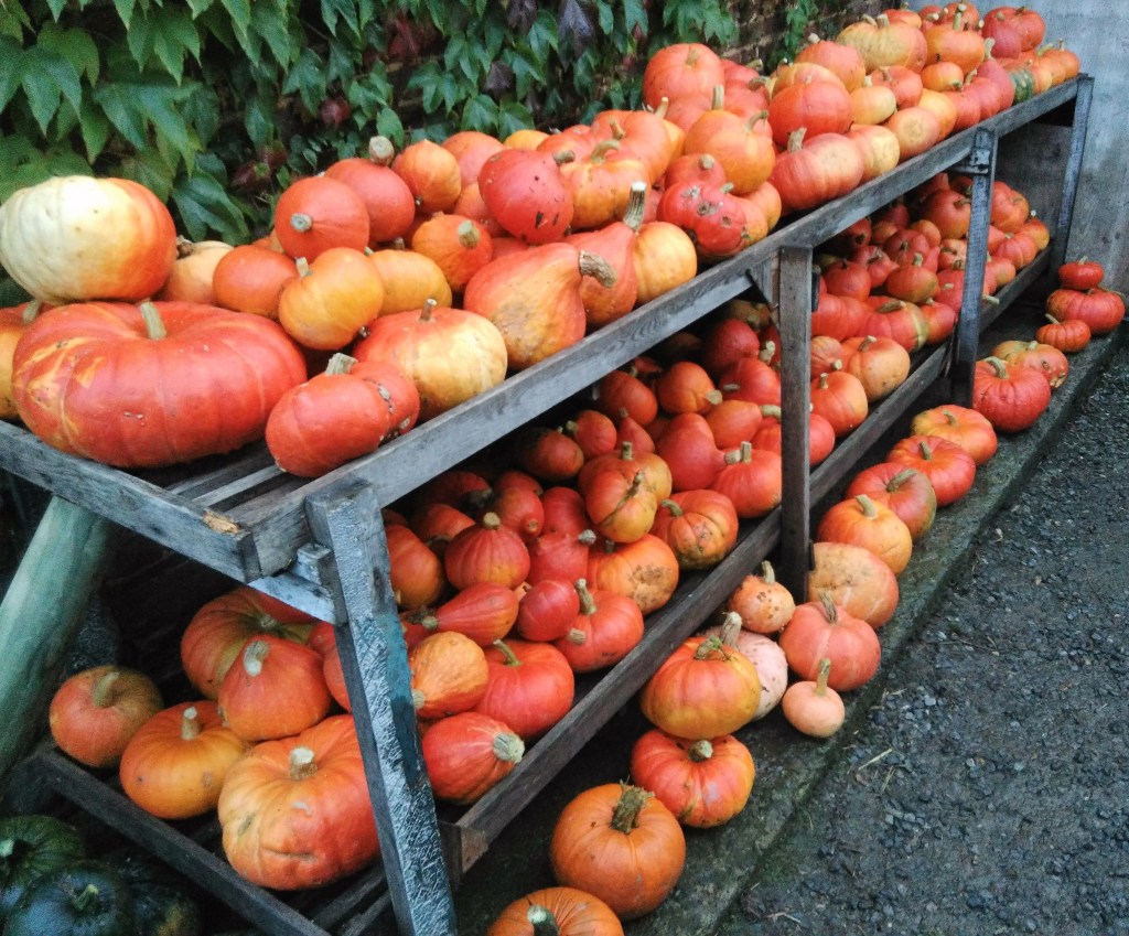 Etagère de Cucurbitacées