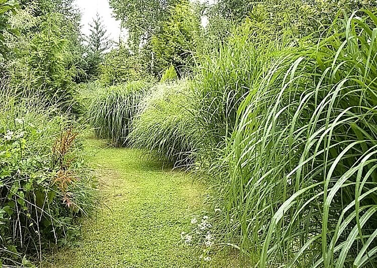 Allée remplie de graminés