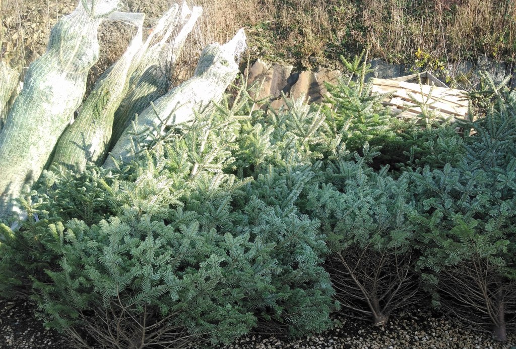 Sapins de Noël