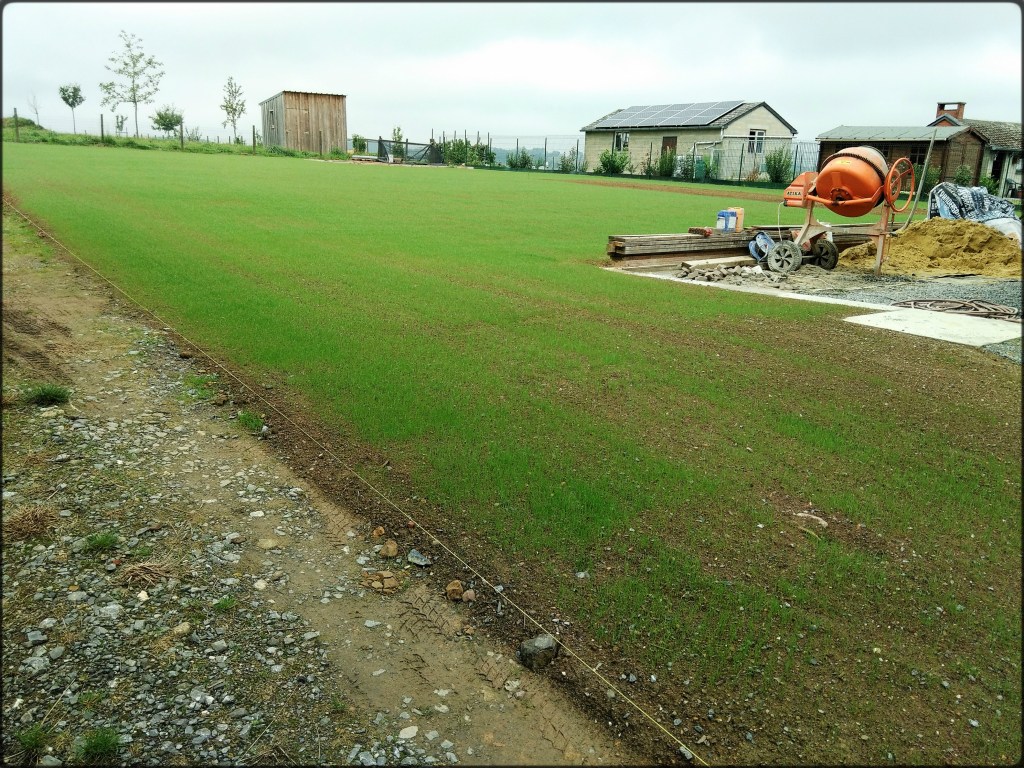 Première pousse d'un nouvelle pelouse