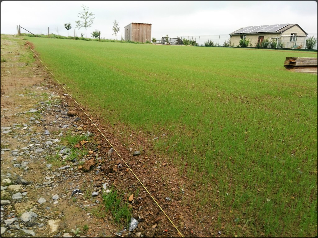 Première pousse d'un nouvelle pelouse