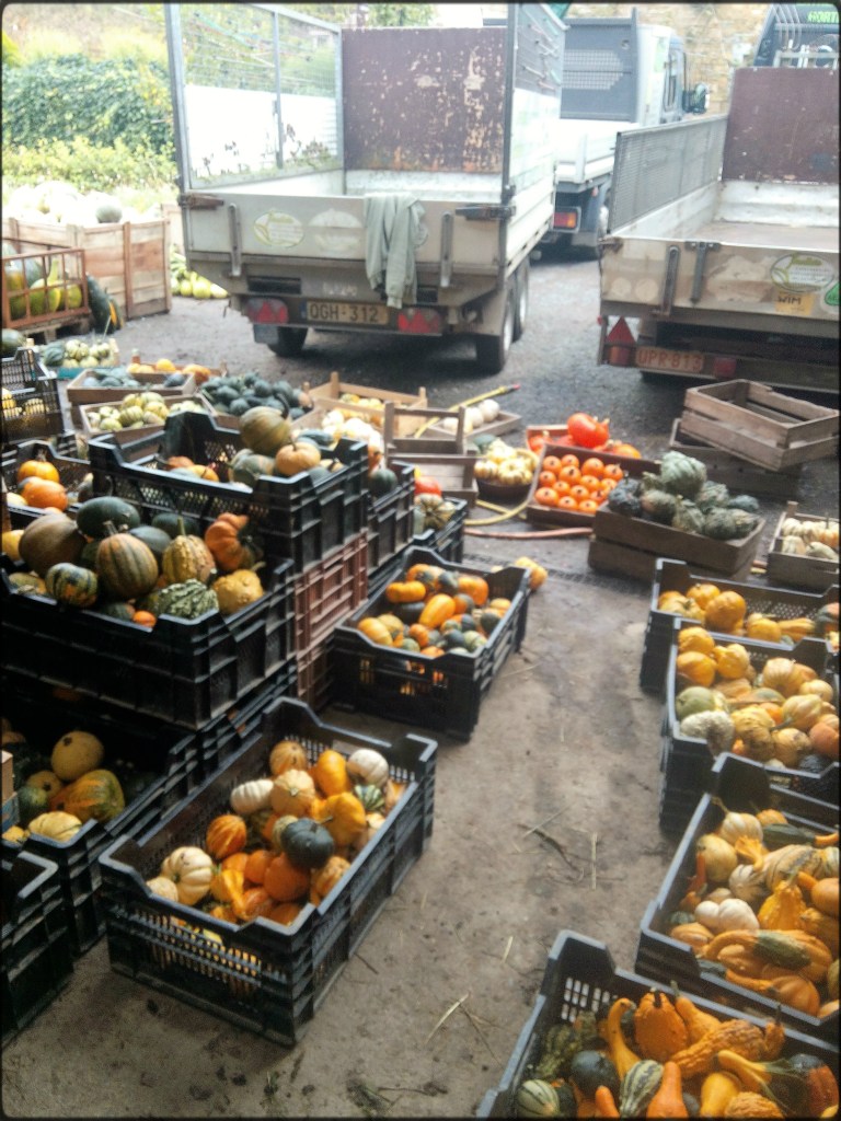 Cucurbitacées dans des cageots