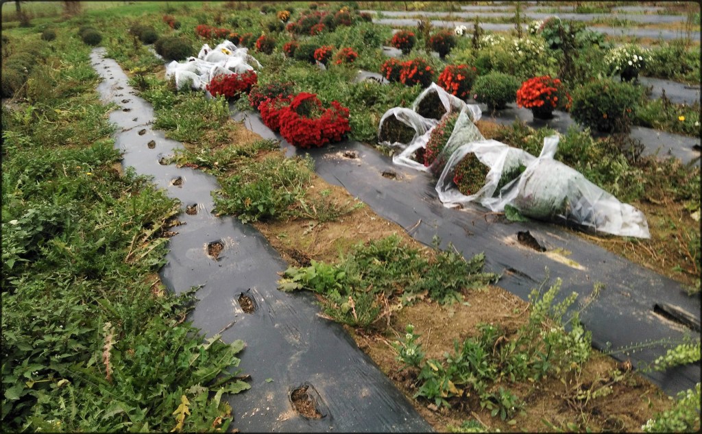 Champ de récolte de fleurs