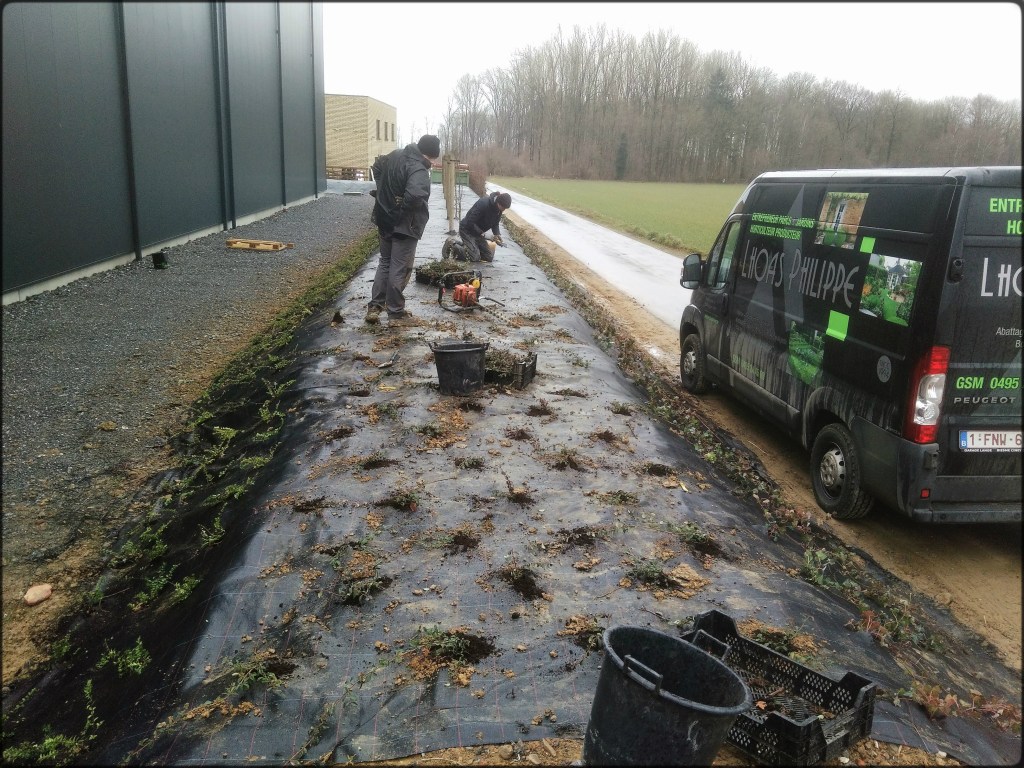 Création d'un parterre de plantes et d'arbustes pour une sociétée
