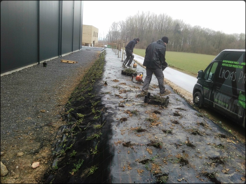 Création d'un parterre de plantes et d'arbustes pour une sociétée