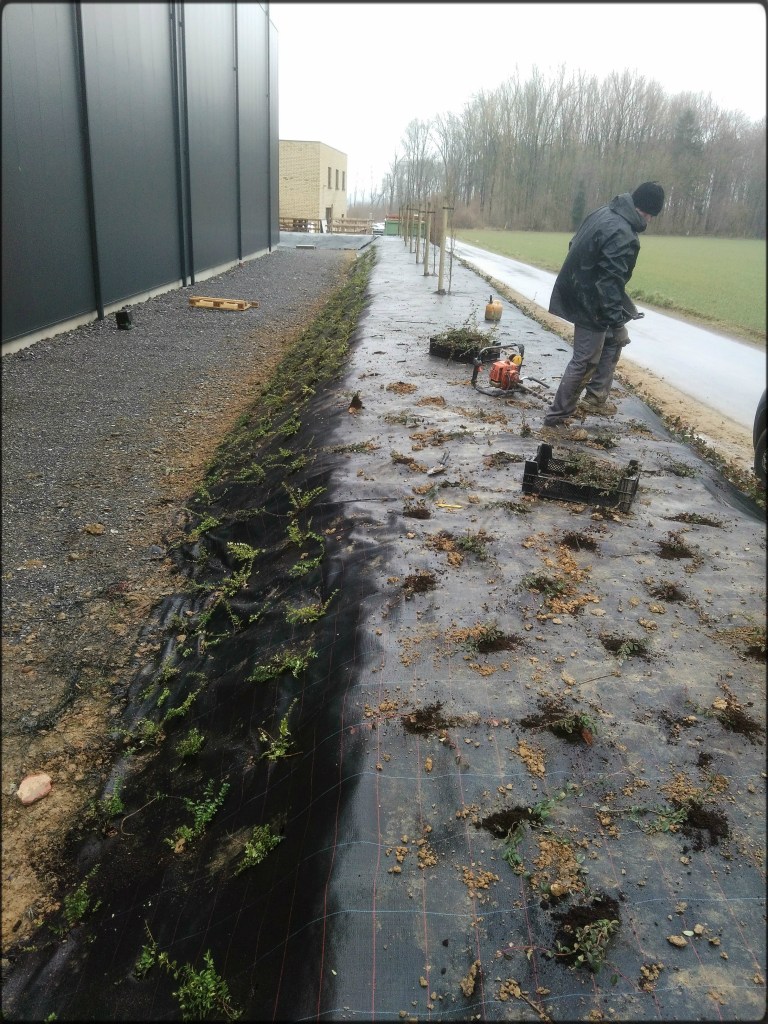 Création d'un parterre de plantes et d'arbustes pour une sociétée