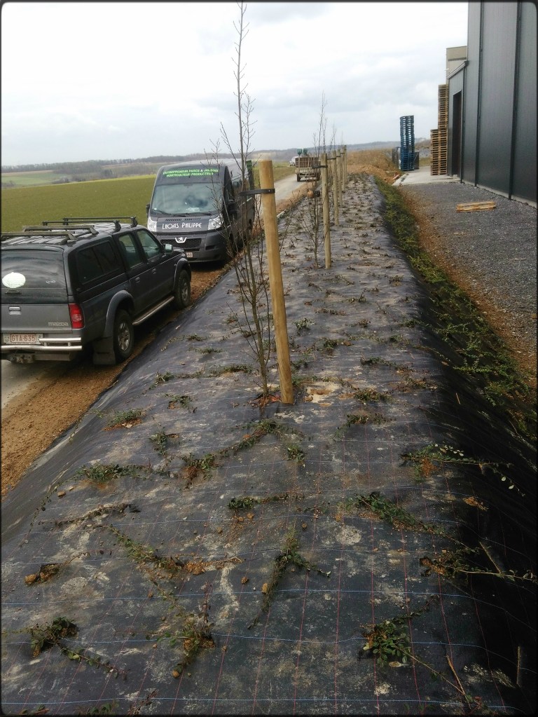 Création d'un parterre de plantes et d'arbustes pour une sociétée