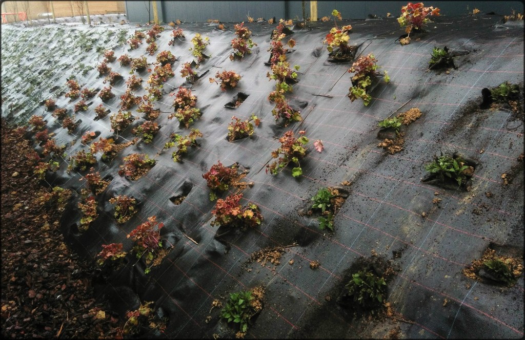 Création d'un parterre de plantes et d'arbustes pour une sociétée