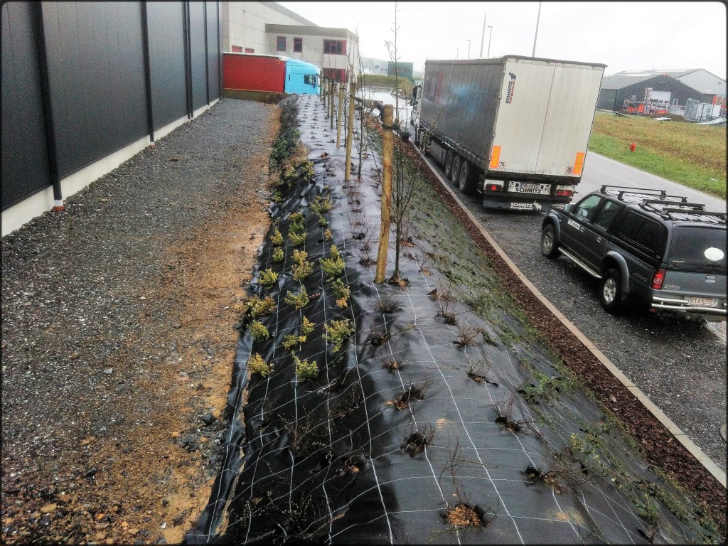 Création d'un parterre de plantes et d'arbustes pour une sociétée