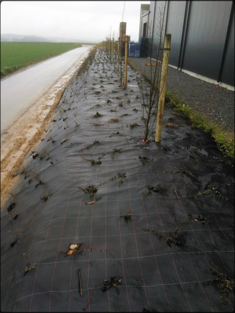 Création d'un parterre de plantes et d'arbustes pour une sociétée