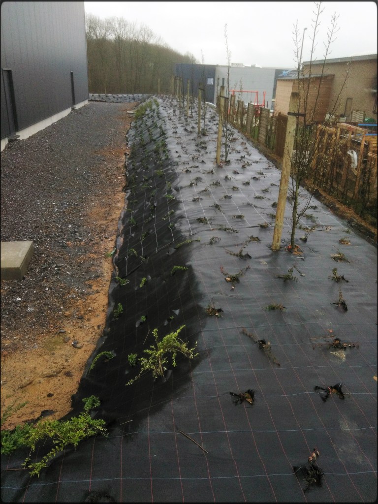 Création d'un parterre de plantes et d'arbustes pour une sociétée