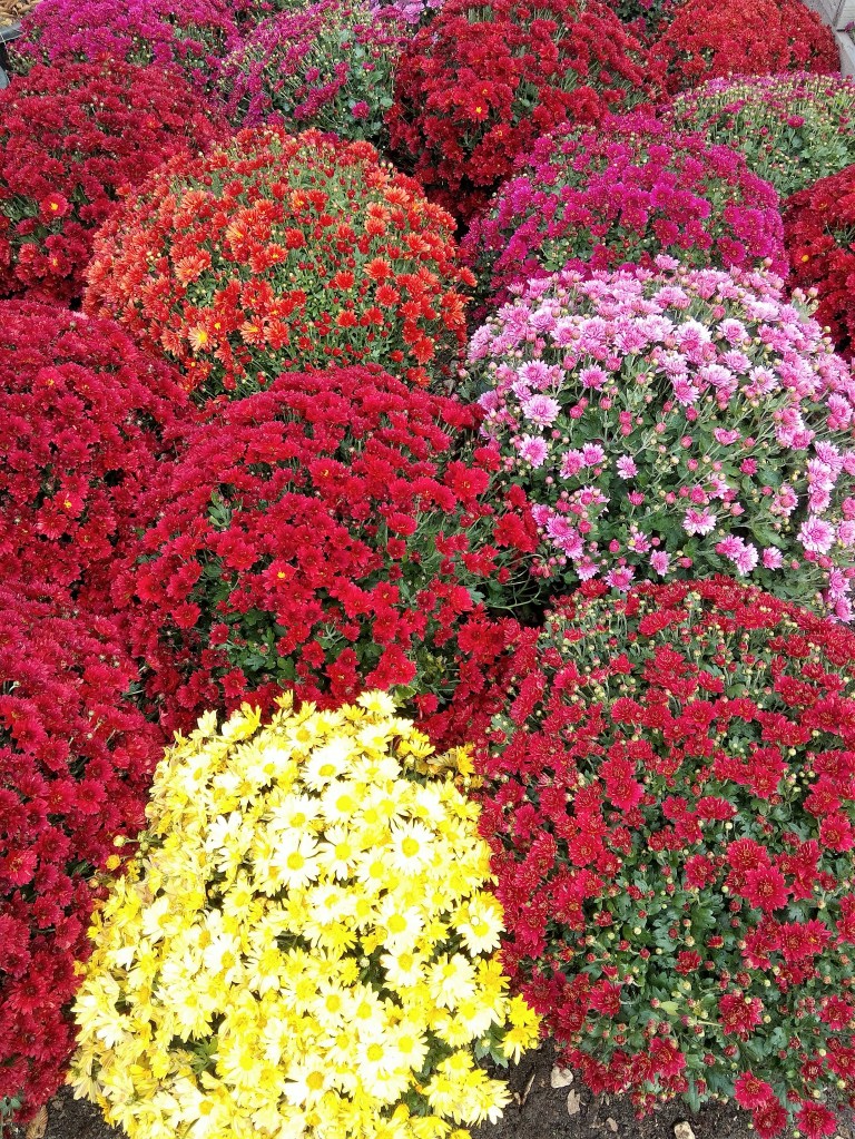 Pomponettes aux multiples couleurs